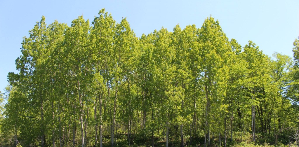 11265583_459667560861576_1928314295437362730_o(2)