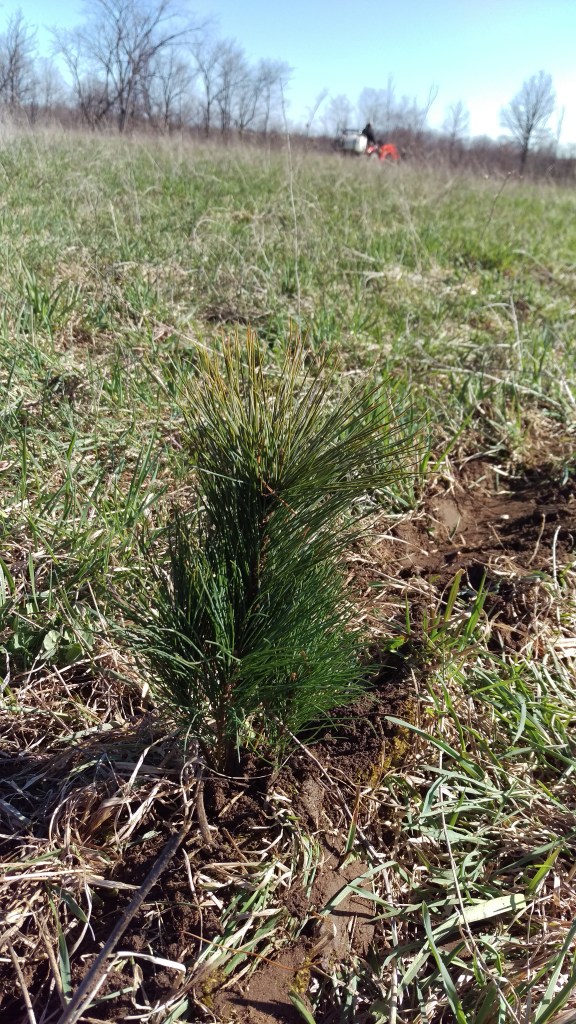 Similarly, this was our very first white pine sapling planted to protect the orchard from traditional strong north westerly winds.