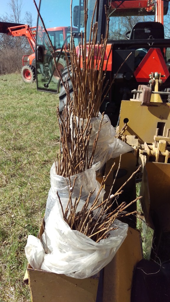 The black walnut saplings are prepared on the planter for planting
