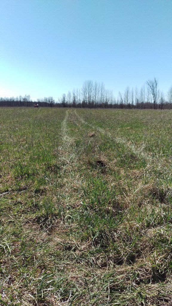 It may be hard now to see the walnut saplings, but in the years to come they will grow rapidly
