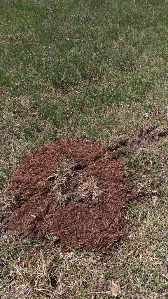 Our mulching has been fairly consistent placing the mulch approximately 4-5 inches away from the stem of the tree, and in a circular radius around the sapling.