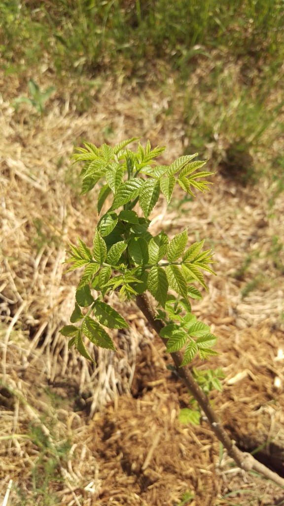 The walnut sapling have taken to their new home quiet well, and budded this week.