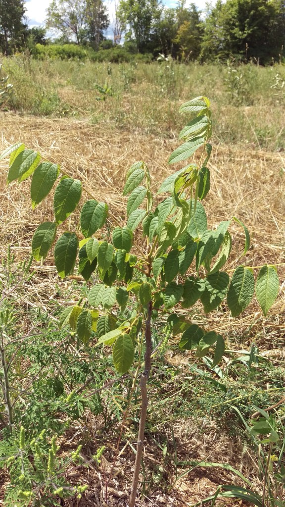 The walnut trees are still doing well amid one of the driest summers on record.