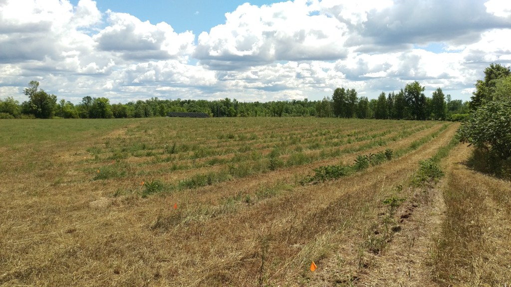 With no solid rain for months the orchard and surrounding fields have become bone-dry