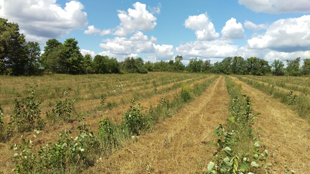 The walnut trees appear to be holding up against the dry conditions, but the grass has turned yellow and the soil is like dust.