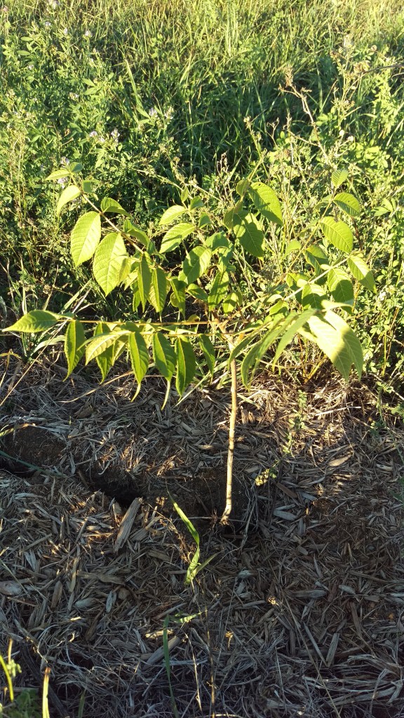 Seeing the trees survive such a harsh summer has brought us so much happiness at the farm.