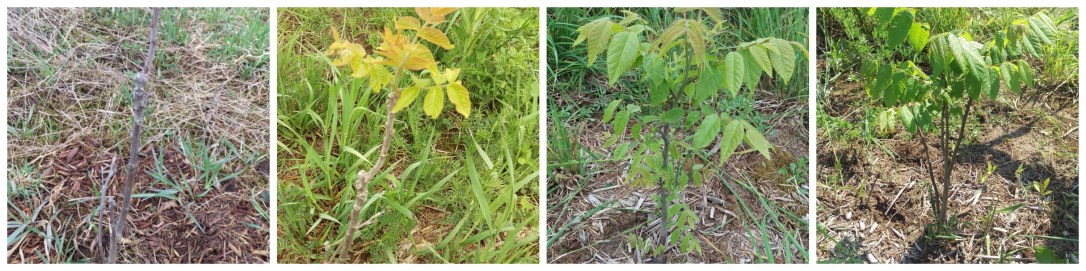 Feb-Apr-May-June Walnut Collage